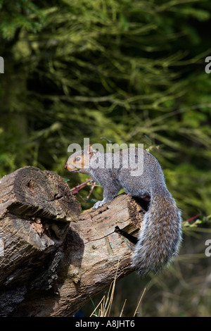 Graue Eichhörnchen Sciurus Carolinensis auf Login Suche alert Potton bedfordshire Stockfoto