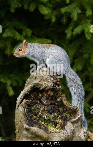 Grauhörnchen (Sciurus Carolinensis) auf Login Suche alert Potton bedfordshire Stockfoto