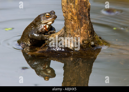 Gemeinsamen Kröte Bufo Bufo auf Log in Teich mit Reflexion Potton bedfordshire Stockfoto