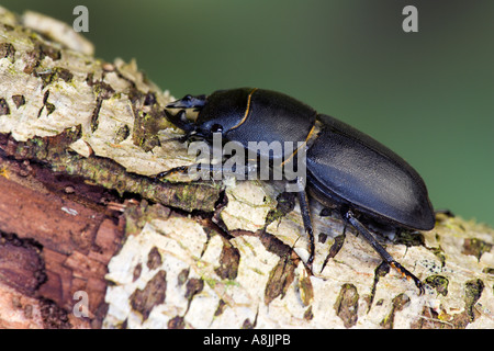 Geringerem Hirschkäfer Dorcus Parallelipipedus hinaufzugehen Filiale Potton bedfordshire Stockfoto