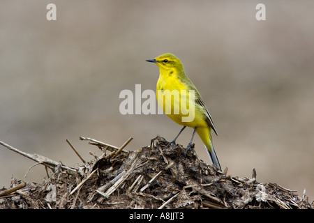 Schafstelze Motacilla Flava gehockt Dreck Haufen suchen alert Ashwell hertfordshire Stockfoto