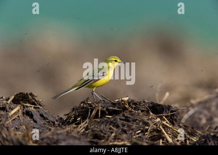 Schafstelze (Motacilla Flava) thront auf Dreck Heap suchen alert Ashwell hertfordshire Stockfoto