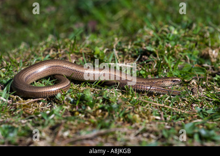 Langsame Wurm geschiedenen Fragilis auf Rasen leicestershire Stockfoto