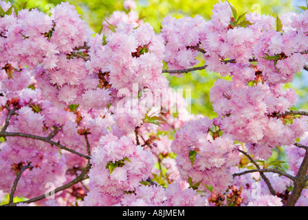 Zier Kirschbaum Blüte Prunus 'Kiku-Shidare' Stockfoto