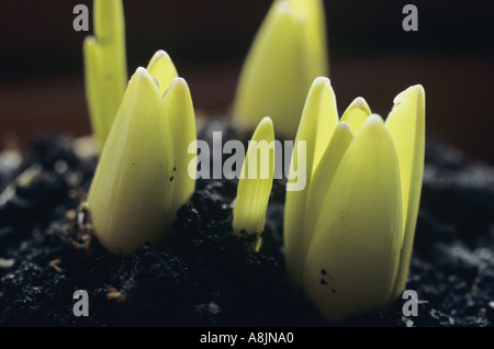 Nahaufnahme von hinterleuchteten Triebe der Hyazinthe oder Hyacinthus Zwiebeln, kurz nachdem sie aus dem Boden im Winter oder im zeitigen Frühjahr entstanden Stockfoto