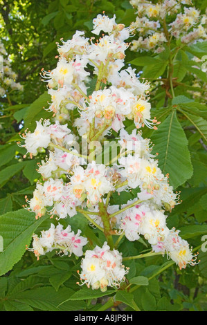 Rosskastanie Blumen Aesculus Hippocastanum hautnah Stockfoto