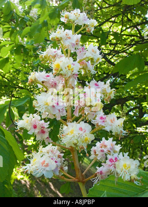 Rosskastanie Blumen Aesculus Hippocastanum hautnah Stockfoto