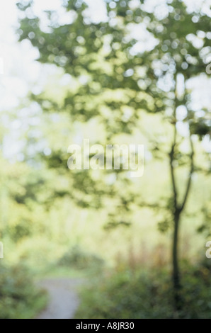 Impressionistischen Blick auf jungen Bergahorn oder Acer Pseudoplatanus Baum und Rosebay Weidenröschen im goldenen Licht der Spätsommer Stockfoto