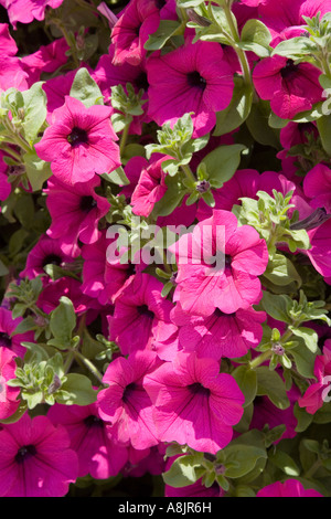 Petunien Blumen Stockfoto