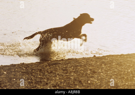 Schwarze Labrador Hund sprang am Gewässer Rand Wassertropfen Hintergrundbeleuchtung, indem Sie Abendsonne Stockfoto