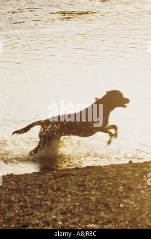 Schwarze Labrador Hund sprang am Gewässer Rand Wassertropfen Hintergrundbeleuchtung, indem Sie Abendsonne Stockfoto