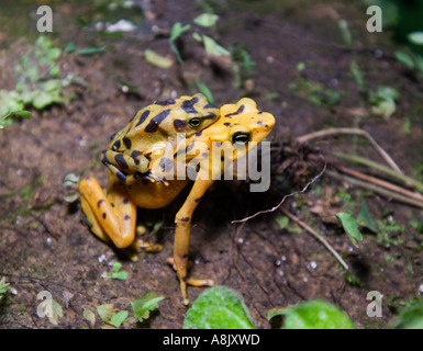 Panamas Golden Frog Atelopus Zetecki männlich auf Rückseite des weiblichen Paarung Elle Valle Panama Stockfoto