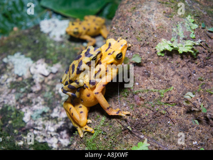 Panamas Golden Frog Atelopus Zetecki männlich auf Rückseite des weiblichen Paarung Elle Valle Panama Stockfoto