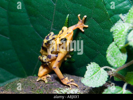 Panamas Golden Frog Atelopus Zetecki männlich auf Rückseite des weiblichen Paarung Elle Valle Panama Stockfoto