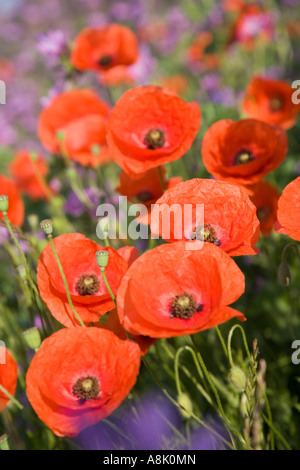 Gruppe von gemeinsamen Mohnblumen auf einem Straßenrand Rande "Papaver Rhoeas" UK Norfolk Stockfoto