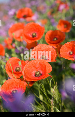 Gruppe von gemeinsamen Mohnblumen auf einem Straßenrand Rande "Papaver Rhoeas" UK Norfolk Stockfoto