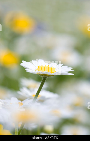 Kamille und Mais Ringelblumen in gepflegten Wiese UK Norfolk Stockfoto
