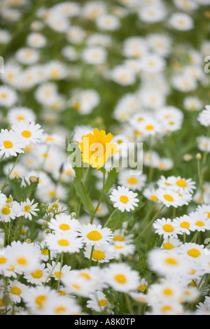 Einzigen Mais Ringelblume im Bereich der Kamille Blumen UK Norfolk Stockfoto