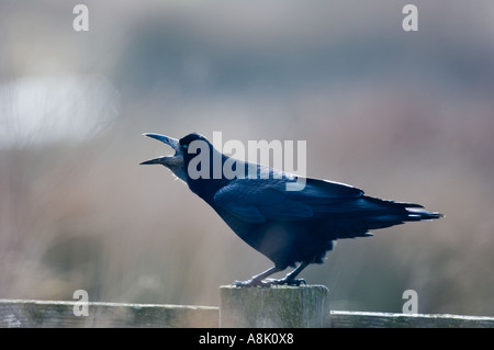 Corvus Frugilegus Februar Northumberland UK Turm Stockfoto