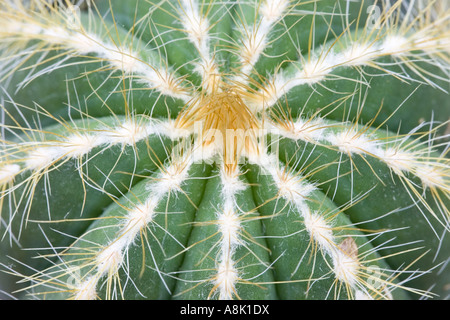Nahaufnahme von Green Barrel Cactus Stockfoto