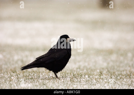 Saatkrähen Corvus Frugilegus im Schnee Februar Northumberland UK Stockfoto