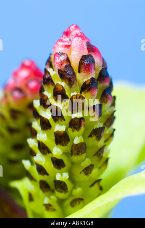 Salix Integra Hakuro Nishiki gefleckten Willow bunte Weide Kätzchen Stockfoto