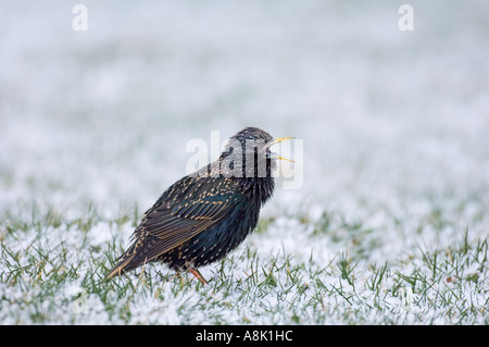 Starling Sturnus Vulgarus auf der Wiese im Garten im Winter-Königreich Stockfoto