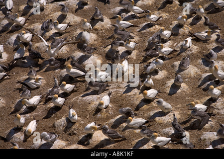 Australasian Gantets Kolonie an der Westküste Neuseelands während der Brutzeit Stockfoto