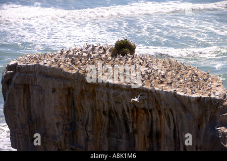 Australasian Gantets Kolonie an der Westküste Neuseelands während der Brutzeit Stockfoto