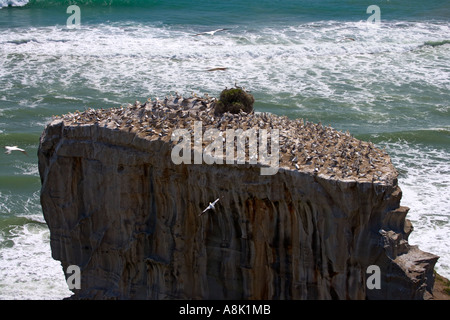 Australasian Gantets Kolonie an der Westküste Neuseelands während der Brutzeit Stockfoto