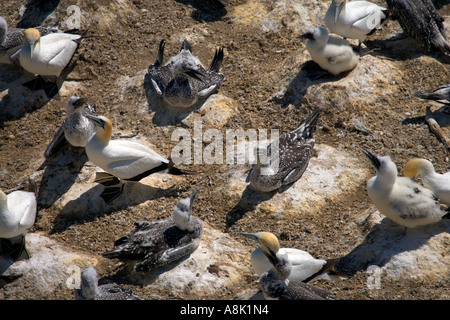 Australasian Gantets Kolonie an der Westküste Neuseelands während der Brutzeit Stockfoto