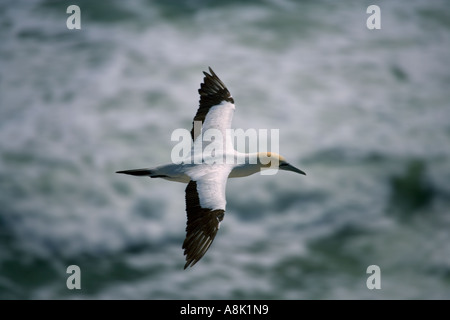 Australasian Gantets Kolonie an der Westküste Neuseelands während der Brutzeit Stockfoto