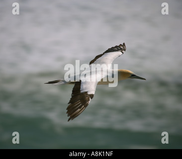 Australasian Gantets Kolonie an der Westküste Neuseelands während der Brutzeit Stockfoto