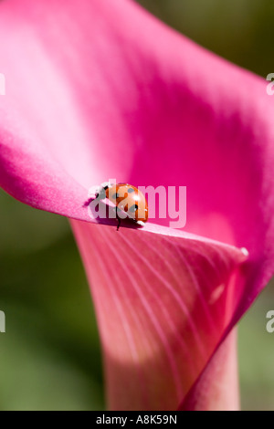 Calla Lily und Marienkäfer Stockfoto