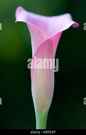 Calla Lily, Zantedeschia Stockfoto