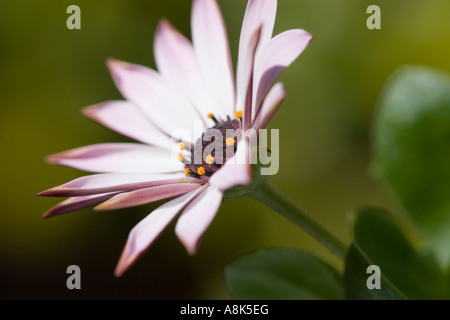 Osteospermum Stockfoto