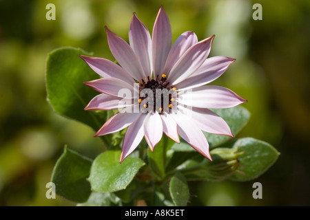 Osteospermum Stockfoto