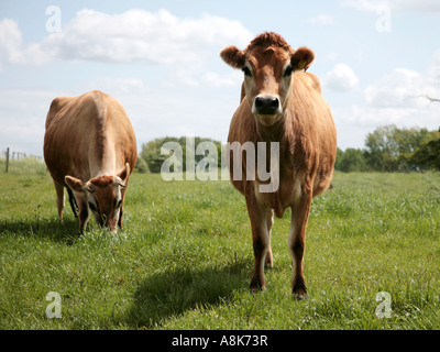 Zwei Jersey Kühe in einem Feld, sucht man. Stockfoto