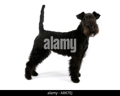 Eine junge schwarze Lakeland Terrier Welpen. Stockfoto