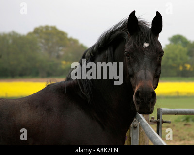 Eine schwarze arabische Hengst in einer Ménage. Stockfoto