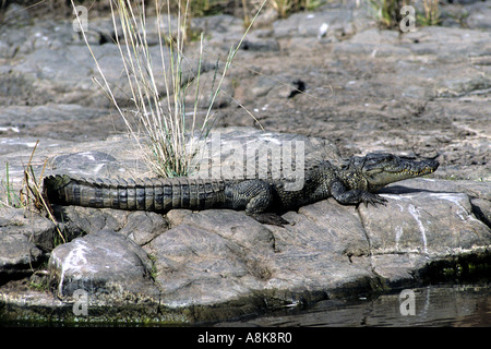 Mugger-Krokodil, Aalen Stockfoto