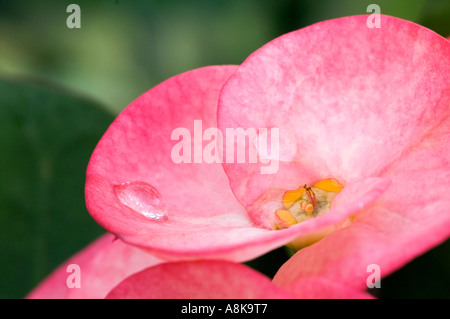 Nahaufnahme von Euphorbia SP. Thailand Stockfoto