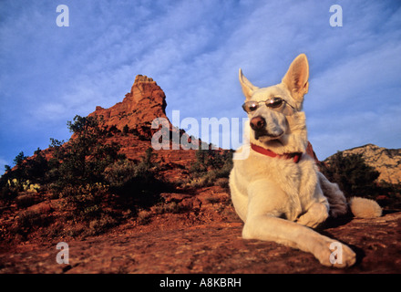 Weißer Schweizer Schäferhund in Sonnenbrillen in Sedona Stockfoto