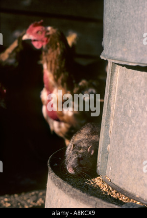 Braun oder Norwegen Ratte Rattus Norvegicus in Henne Feeder UK weltweiter Vertrieb Stockfoto