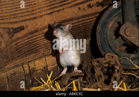 Braun oder Norwegen Ratte Rattus Norvegicus. In Gefangenschaft Stockfoto