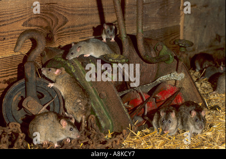 Braun oder Norwegen Ratte Rattus Norvegicus. In Gefangenschaft Stockfoto
