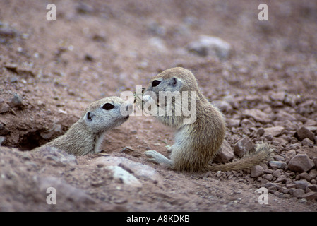 Runde Tailed Ziesel Spermophilus Tereticaudus Arizona Stockfoto