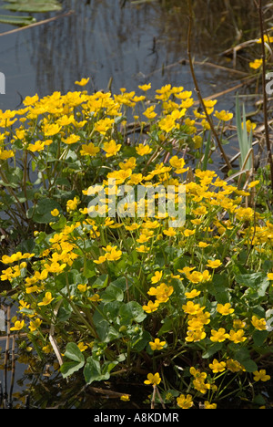 Marsh Marigold (Caltha Palustris) wächst im Stream, Surrey. England Stockfoto