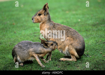 Mara (Dolichotis Patagonum) Patagonien, Südamerika. Junge Weibchen gesäugt. Stockfoto