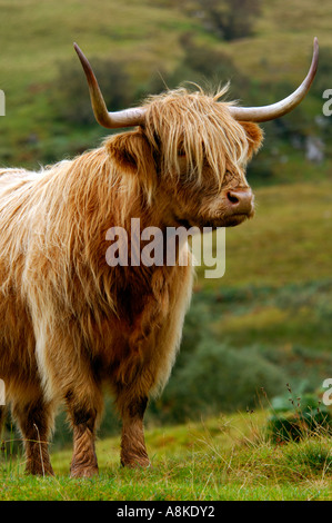 DV DESIGN Kugelschreiber „Highland Kuh“ – Schwarze Tinte, Weicher Griff, Witziges Design